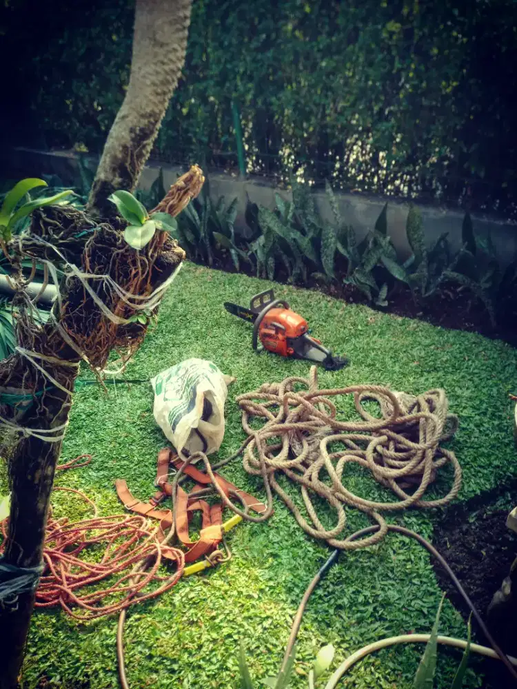 Jasa tebang pohon