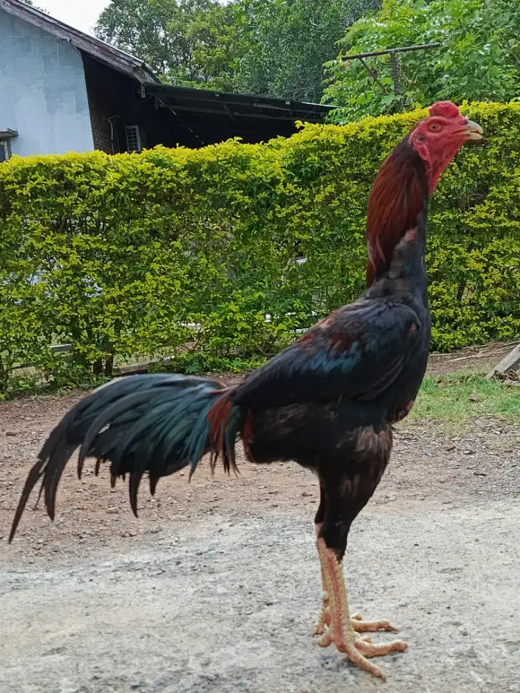 Jual ayam bangkok