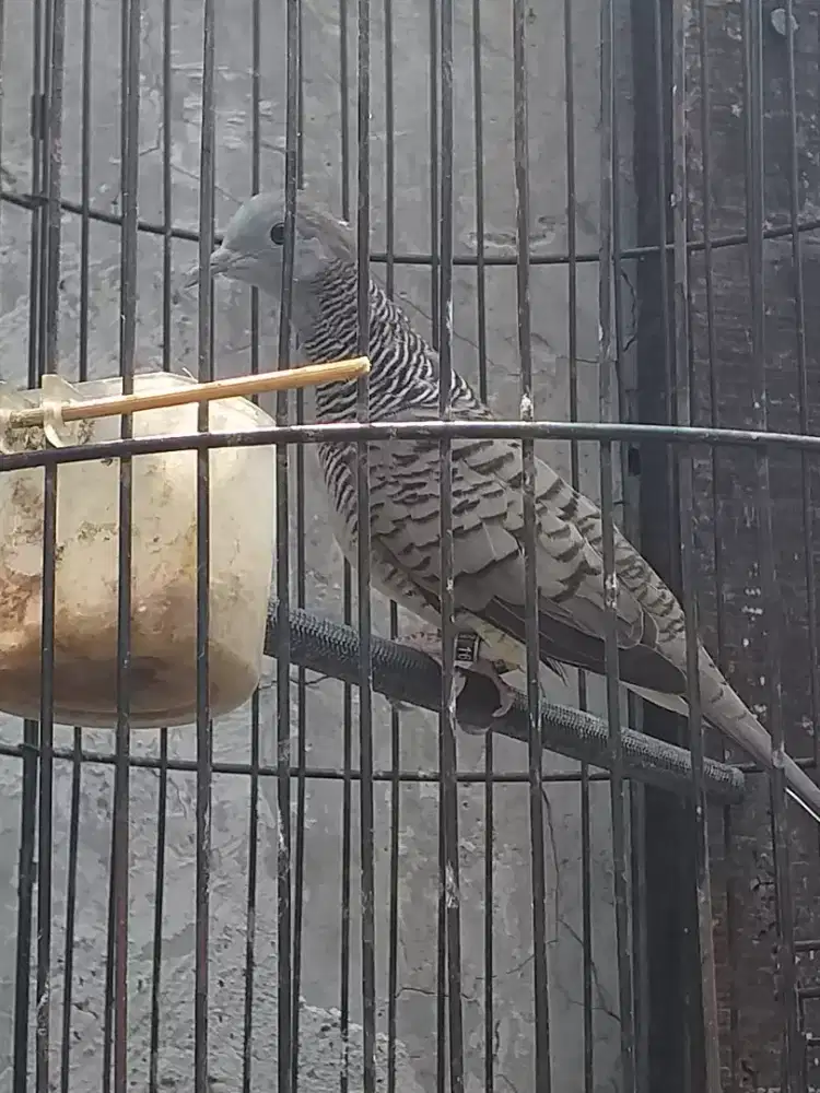 Perkutut bangkok body gede mulus