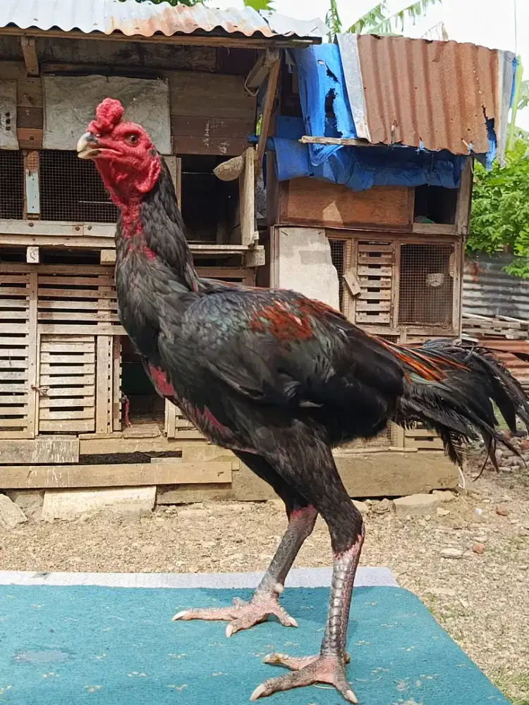 Jual ayam Mangon muda