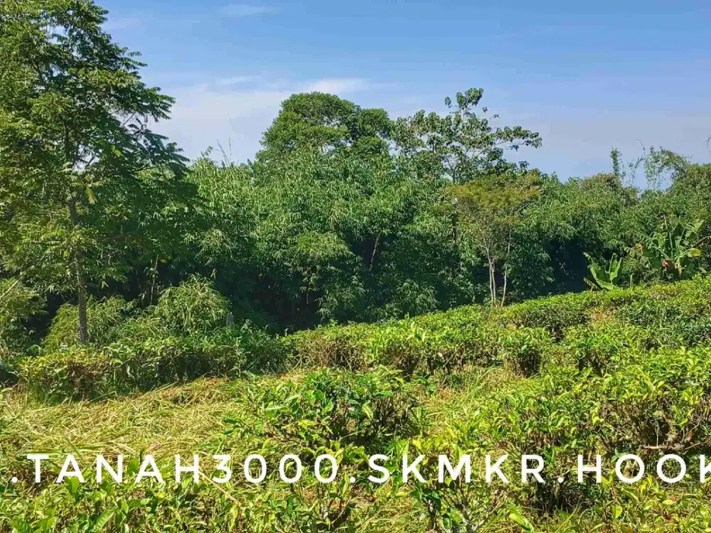 Dijual tanah luas pinggir jalan subur akses mudah asri sejuk