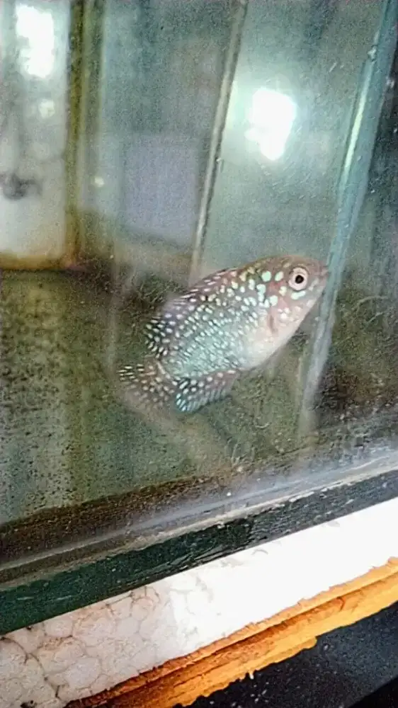 Louhan kamfa f2 merah