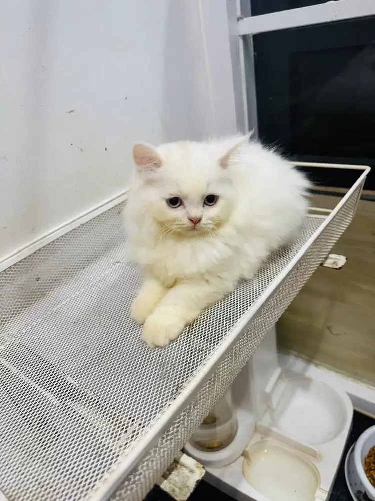 Kucing Persia Kitten