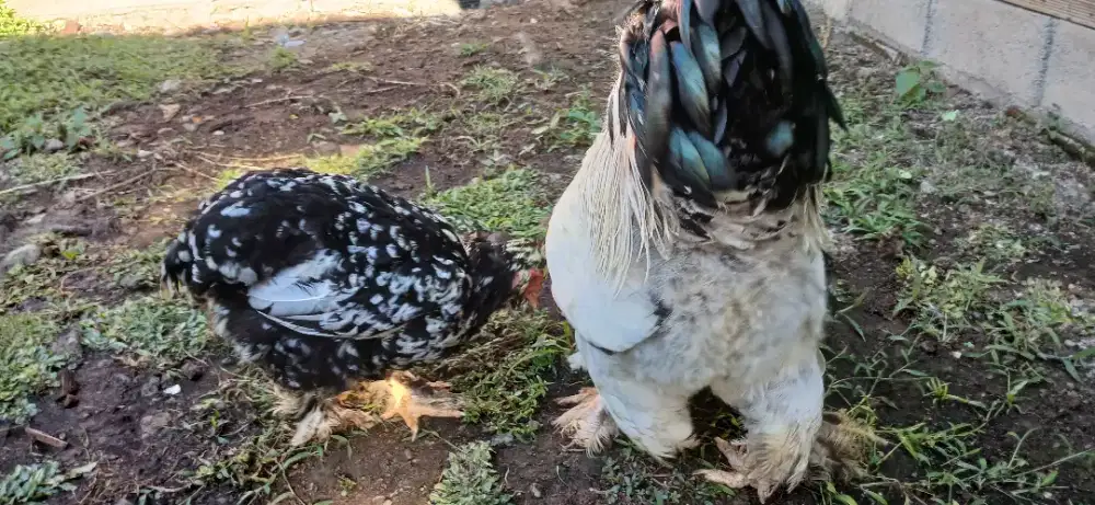 Ayam hias brahma sepasang