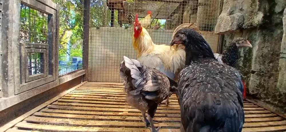 Ayam petelur unggul BP3