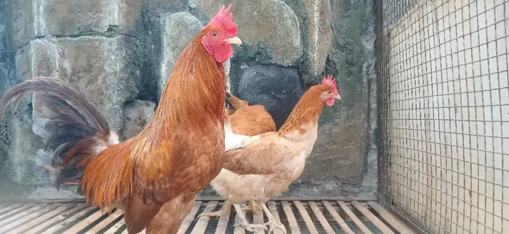 Ayam petelur merawang