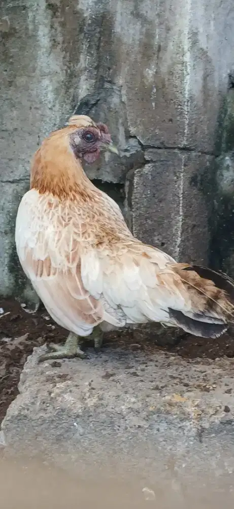 Ayam hias betina.