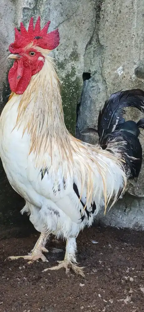 Ayam hias pejantan istimewa