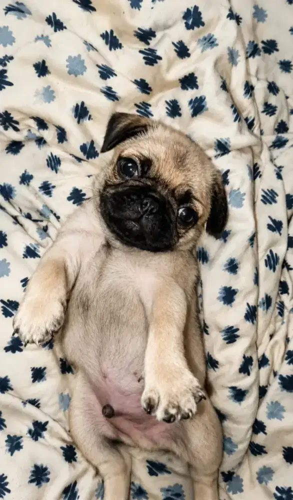 Anakan pug 6 mgg jantan