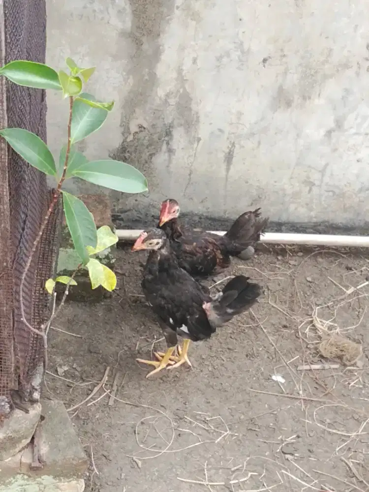 Ayam kampung asli