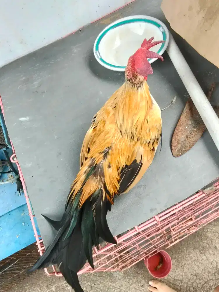 Ayam Kate berkualitas