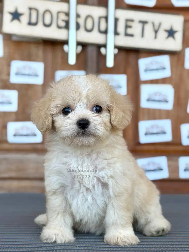 Maltipoo Puppy Super Cute dan Fluffy