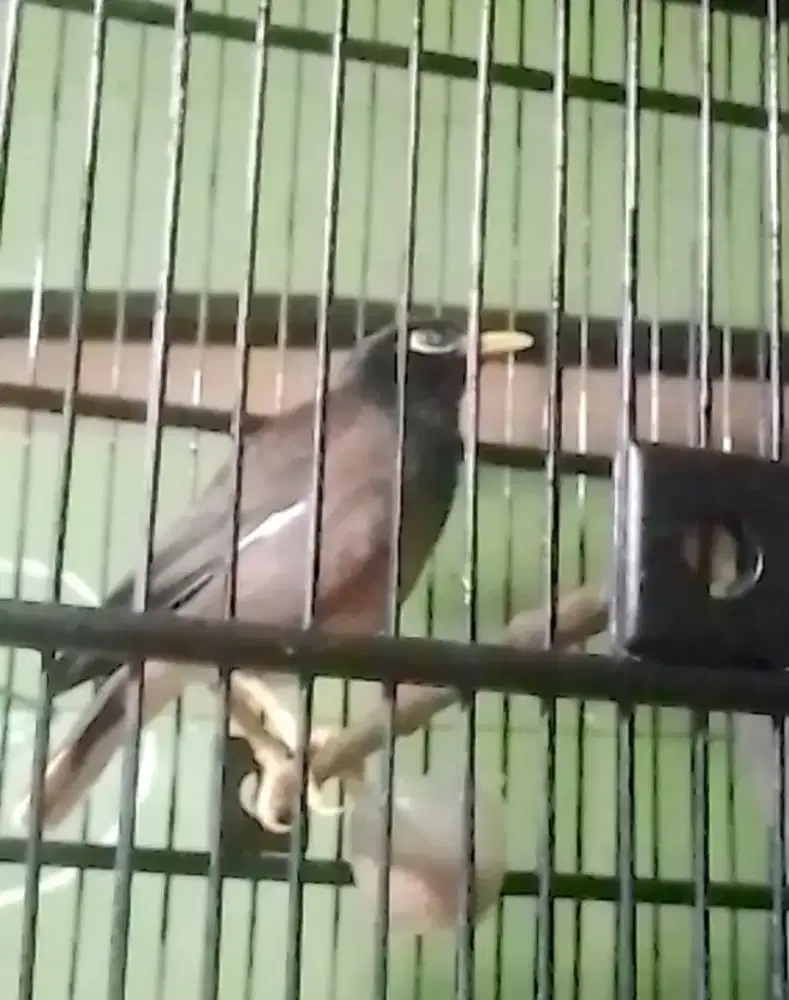 Jalak nias burja