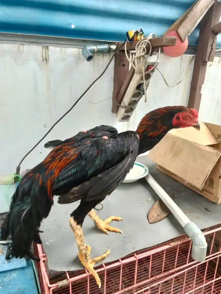Ayam pakhoy blackbull