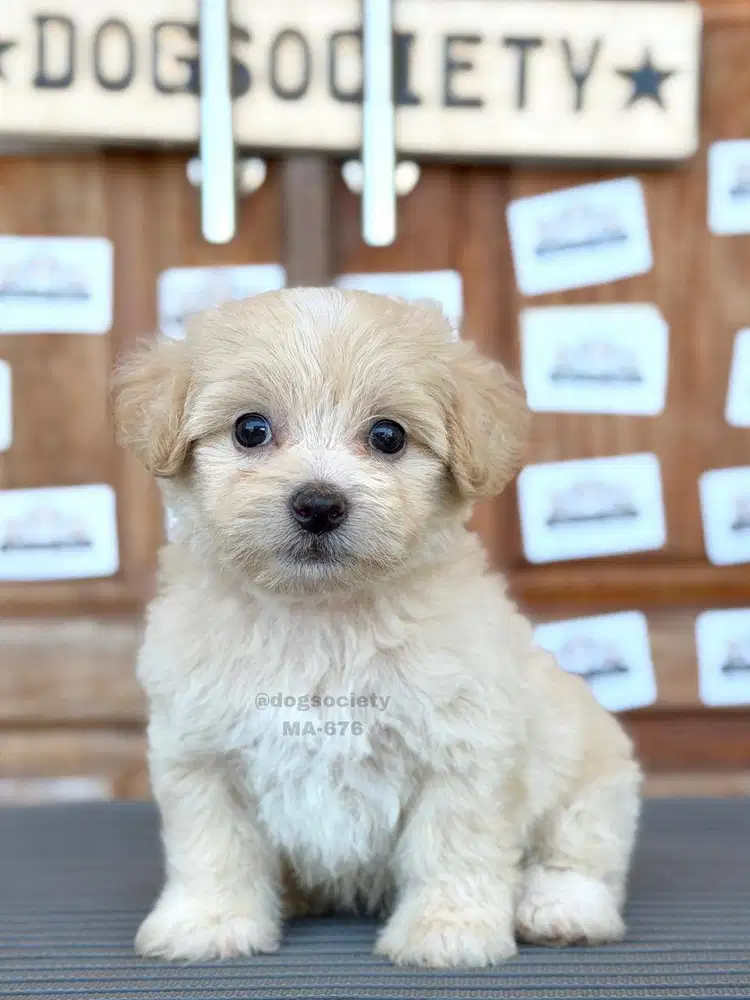 Maltipoo Teddy Face Imut Menggemaskan
