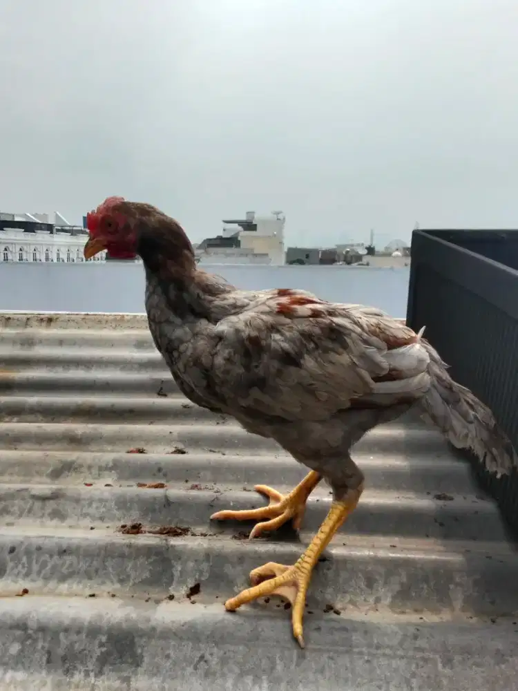 Ayam kampung abu abu