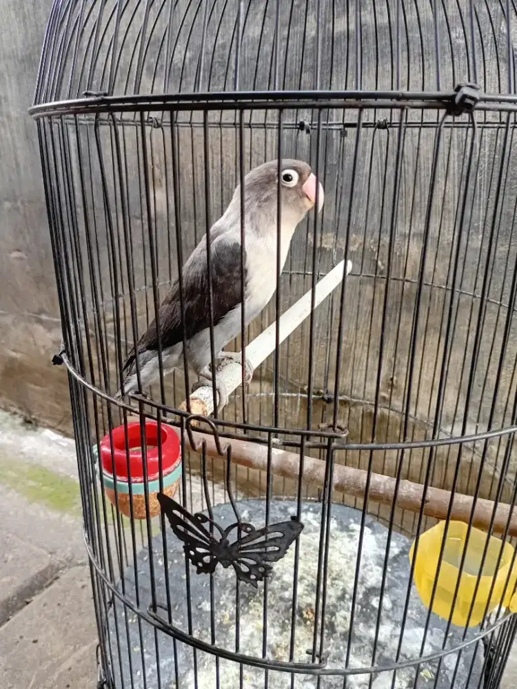 love bird gacor ngekek panjang