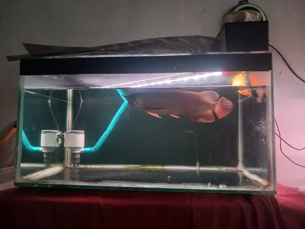 Ikan Arwana Golden Red Beserta Aquarium Fullset