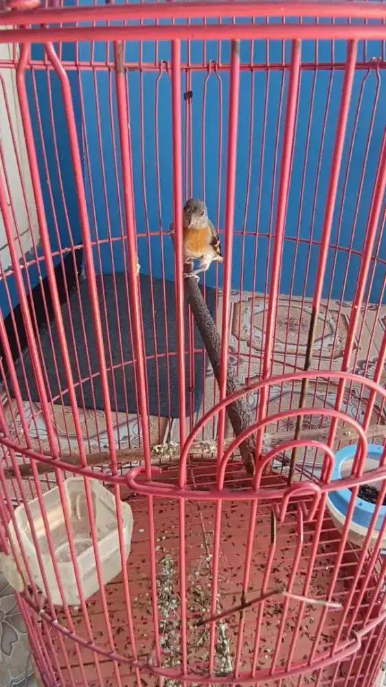 Burung red siskin BT/tt burja