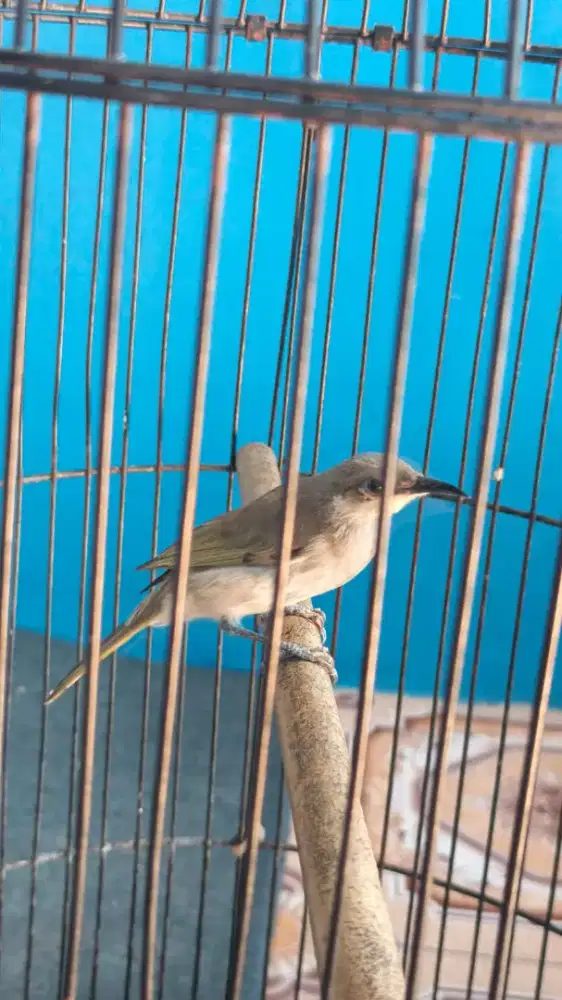 Cucak kombo bt/tt burja
