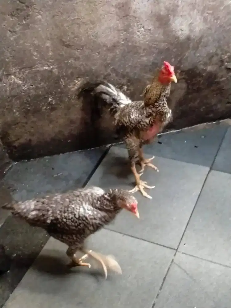 Ayam Birma Sepasang