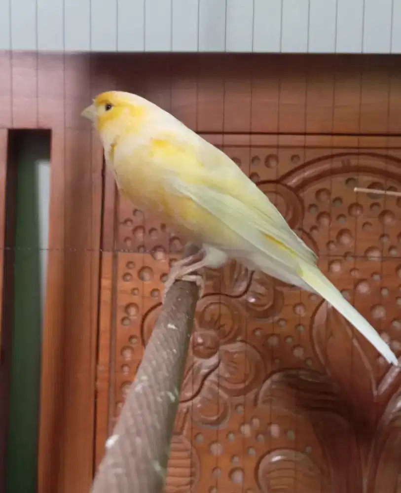 Burung kenari gacor