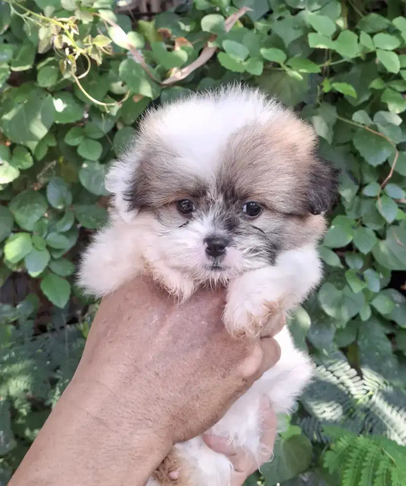 Anjing mini pom x maltese