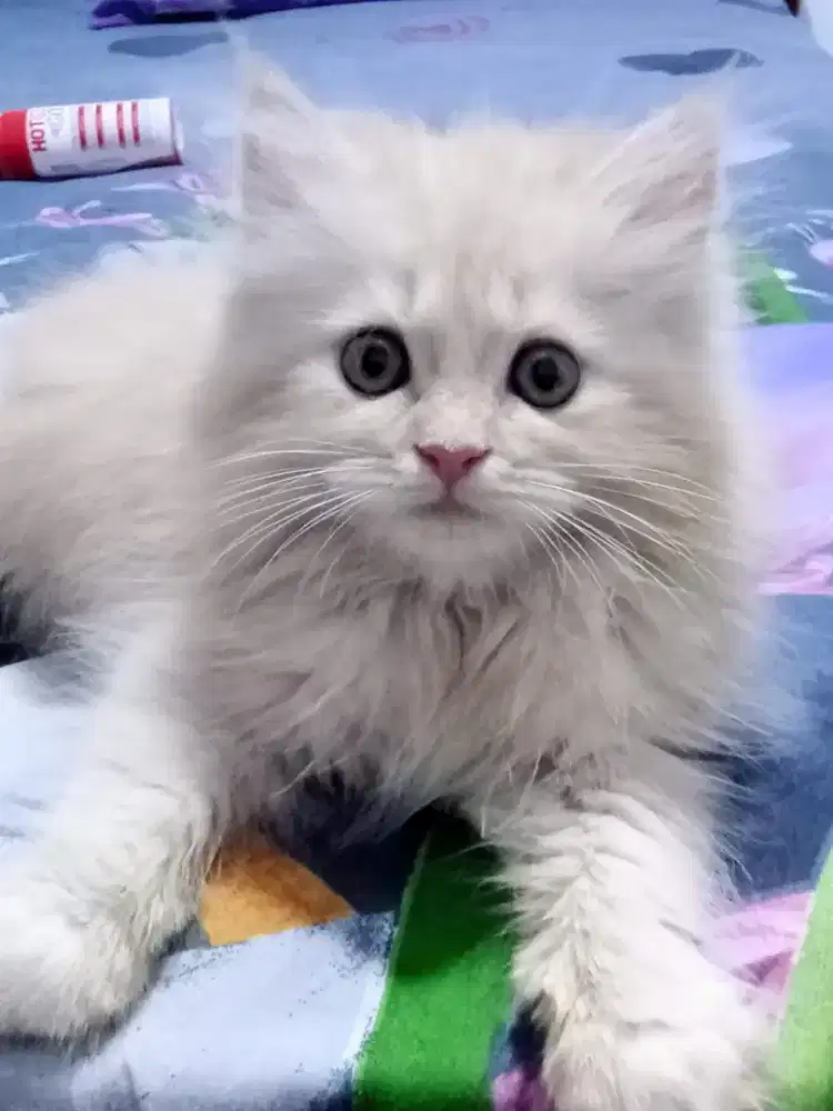 Anakan Persia Flatnose Long Hair 2 bln, jantan & berina