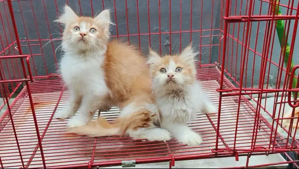 Kitten/Persia/kitten Persia/kucing ras/Peaknose/flatnose