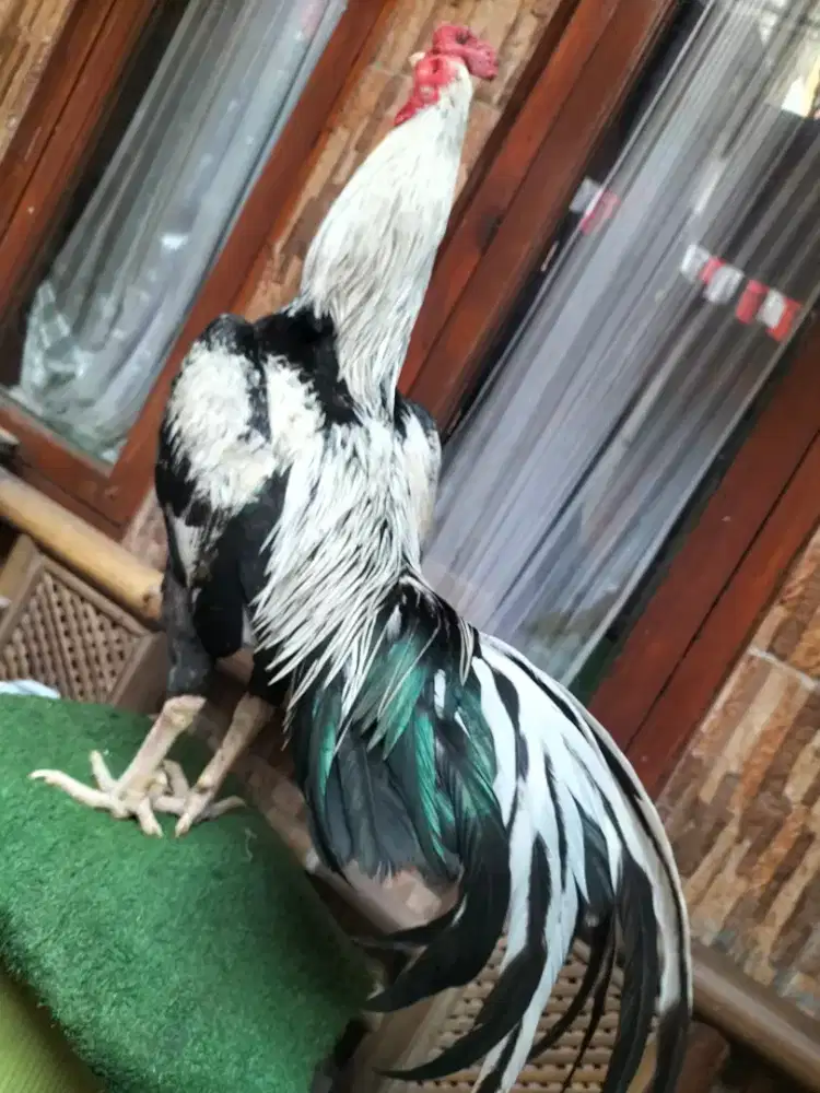 Ayam jenis pamangon jajangkar gress uk 3