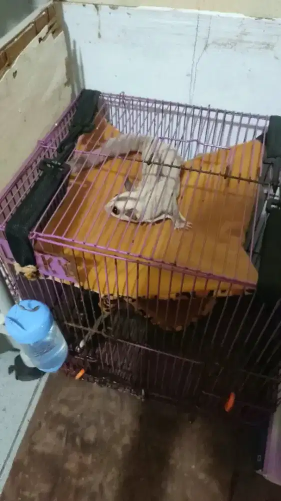 Sugar glider sepasang