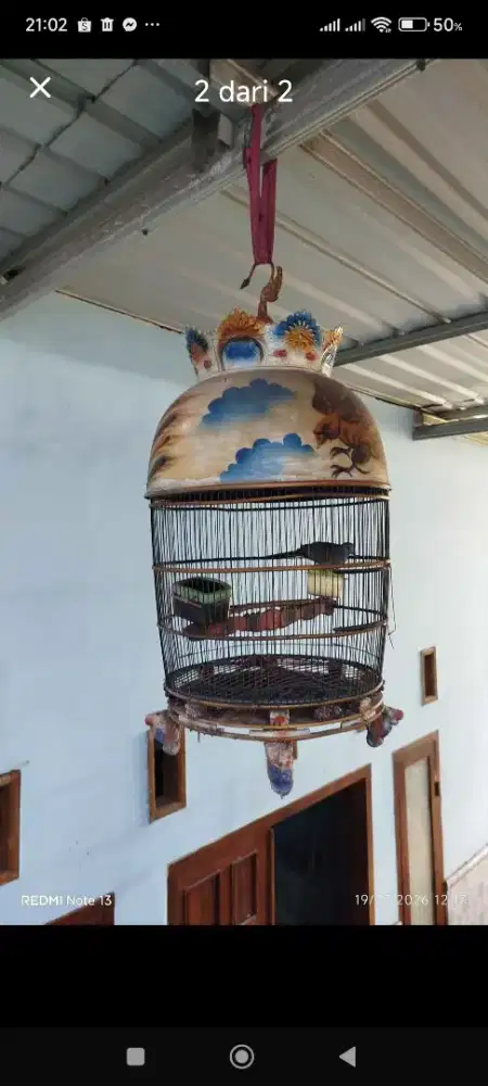 Burung perkutut rawatan 5 tahun lebih uda gacor manggung istimewa