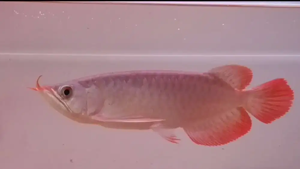 Arwana Super Red Size 26cm