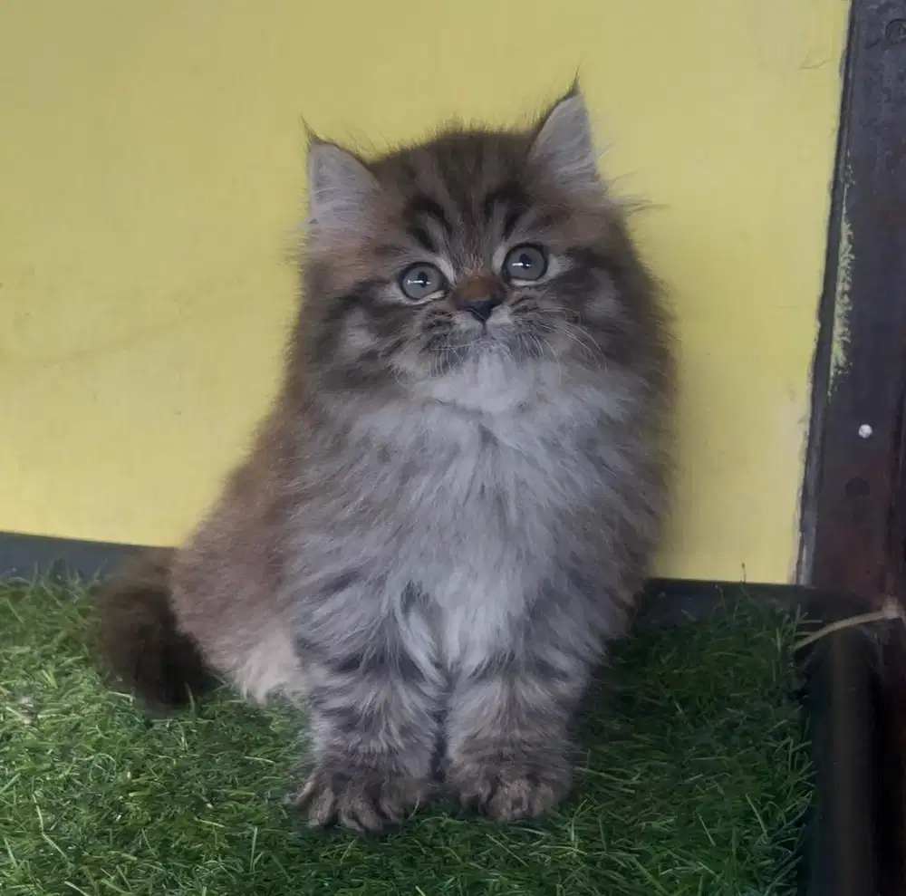 Kucing ras persia kitten mujaer jantan