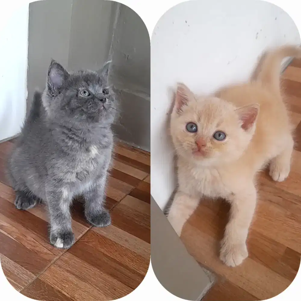 Kitten British shorthair sepasang