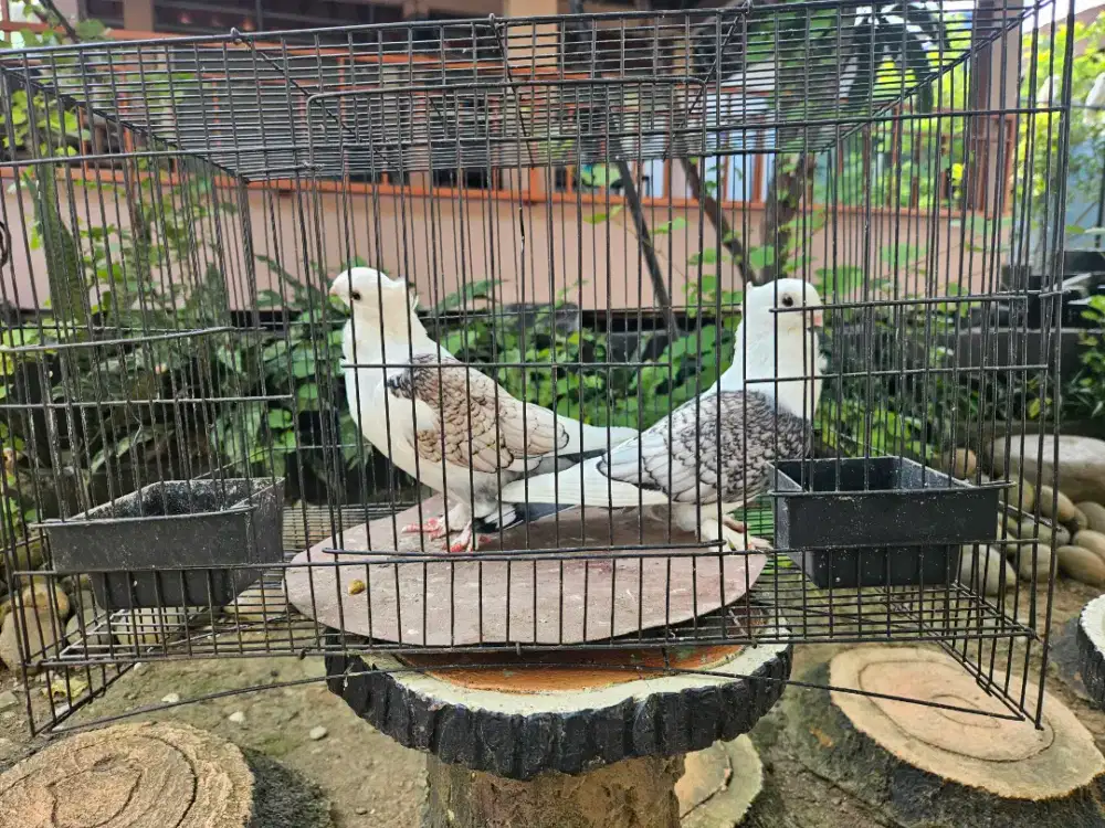 MERPATI SANTINET