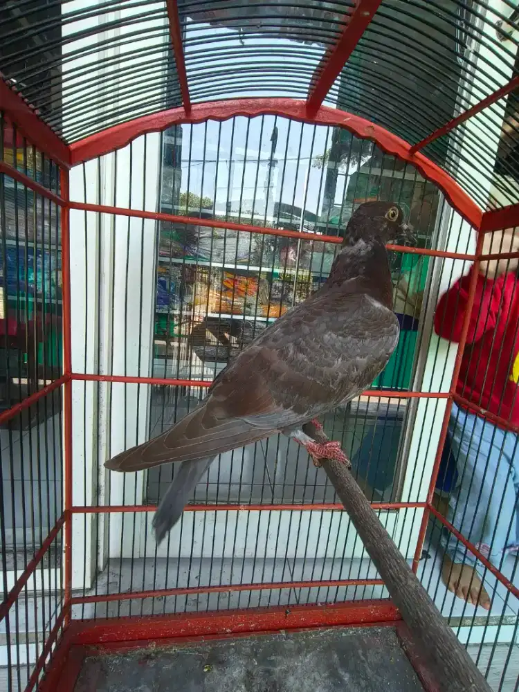 Burung Dara Anakan
