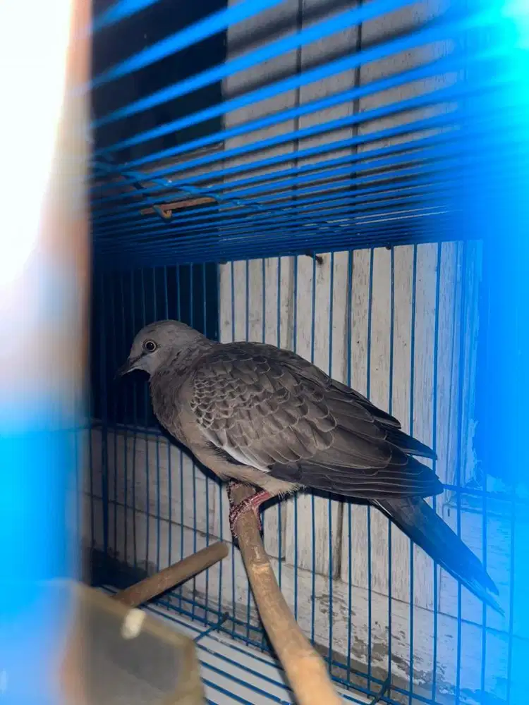 burung tekukur muda