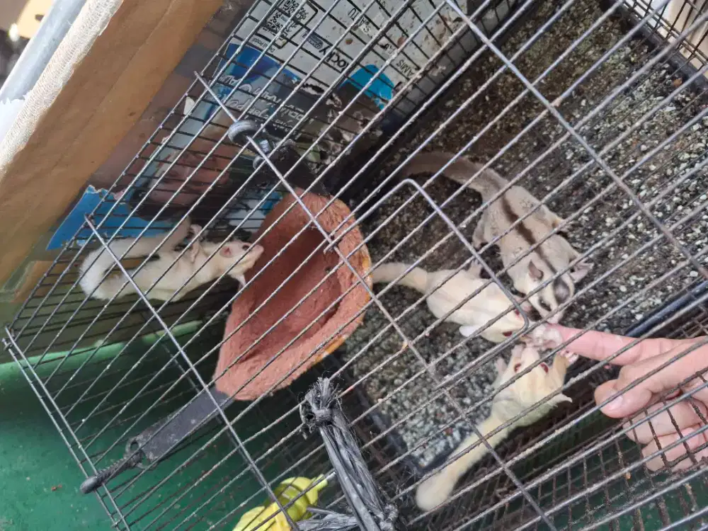 Sugar Glider WhiteFace