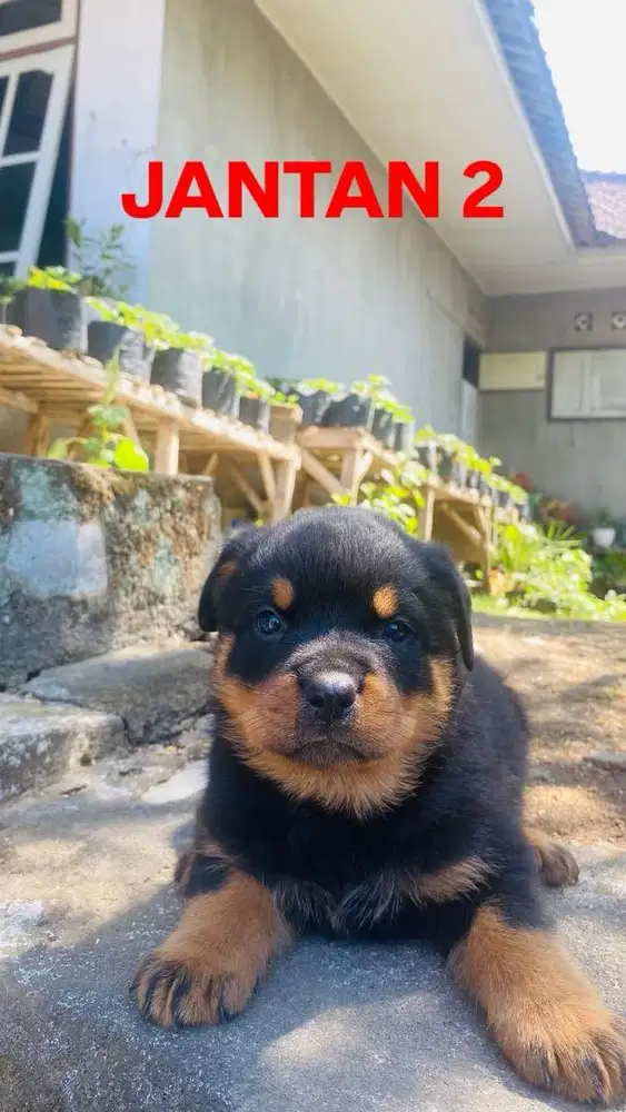 READY ROT JANTAN MURMER