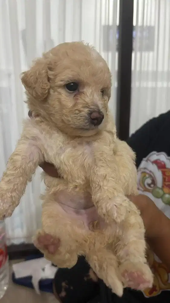 Poodle x Bichon Frise Puppy 1 Month