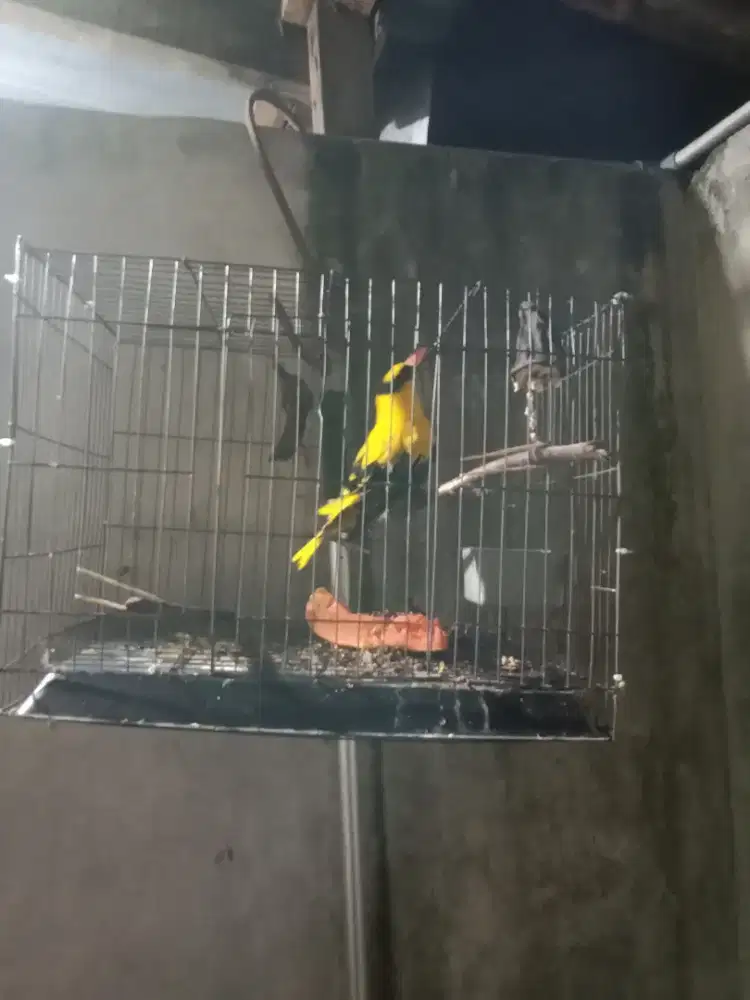 Kepodang emas jantan udah bunyi
