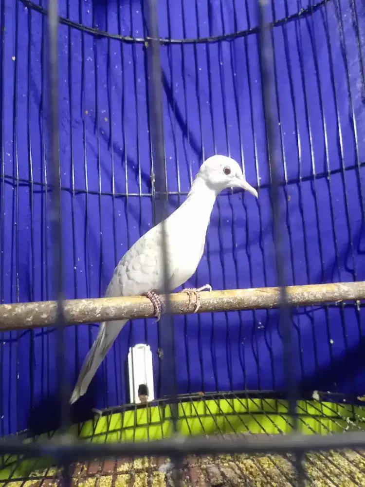 Perkutut bangkok albino body big mata merah