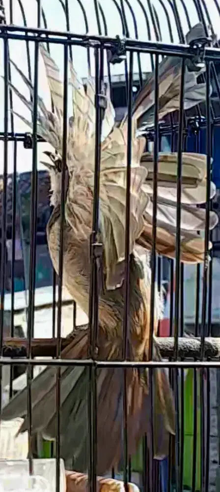 BURUNG TRUCCUKAN JINAK GALAK NGEROPEL DAN NGEGARUDA BURJA