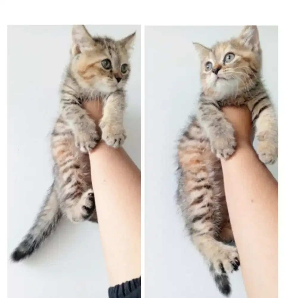 Kucing kitten British Shorthair Golden Tabby Betina. Super cute