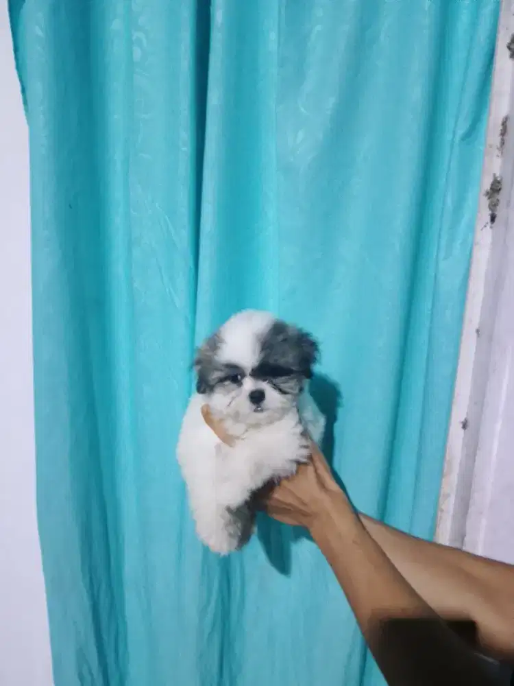 Mini sitshu asli