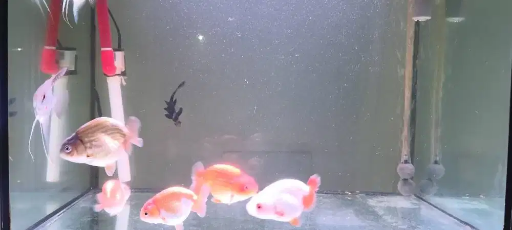 Borongan koki ranchu dan manfish
