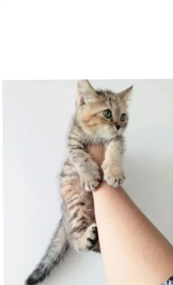Kucing British Shorthair golden black tabby femalee