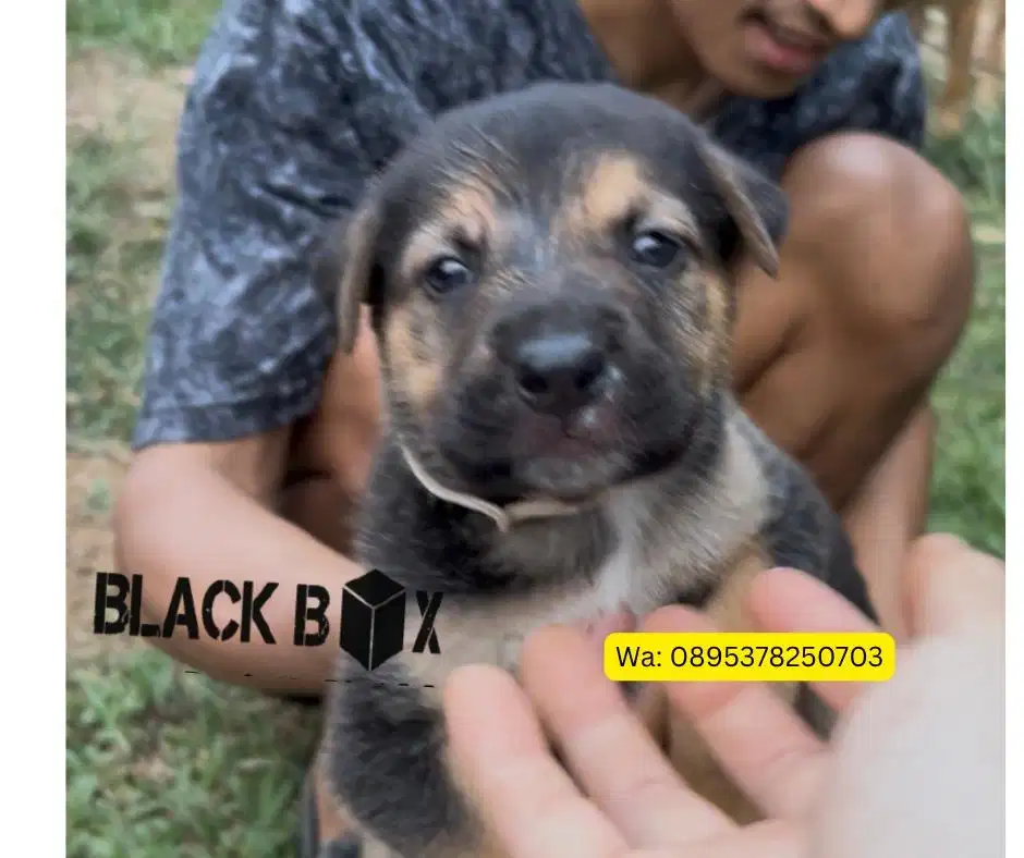 Jual Anak Anjing Semi Hibah Bapak Pitbul, Ibu Herder