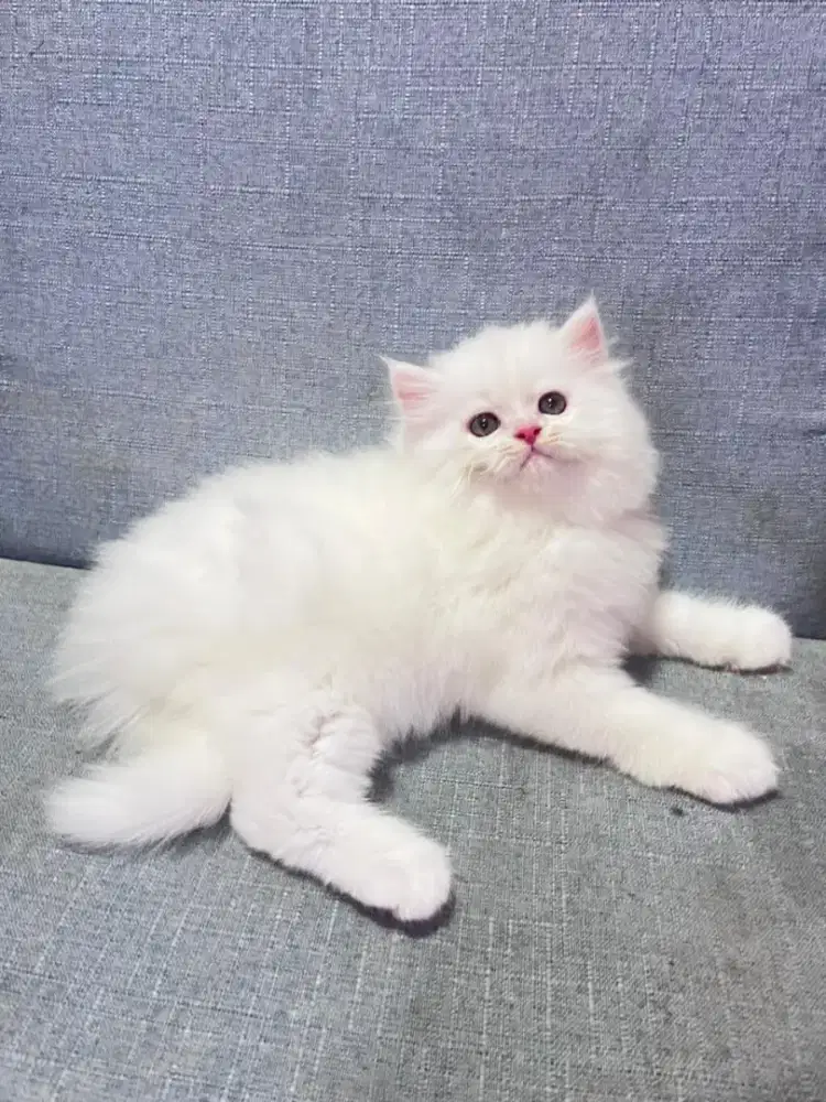 kucing kitten anakan anggora persia himalaya ragdoll mainecoon